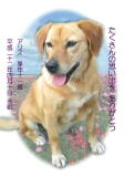 アリスちゃんのメモリアル写真　ペット葬儀日：２０１０年４月１０日　茨城県よりご依頼
